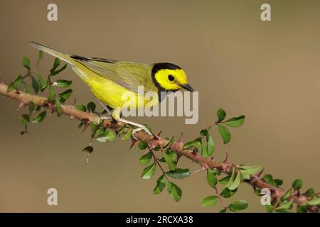 Kapuzenwarbler (Setophaga citrina, Wilsonia citrina), männlicher Erwachsener, der auf einem Ast sitzt, USA, Texas Stockfoto