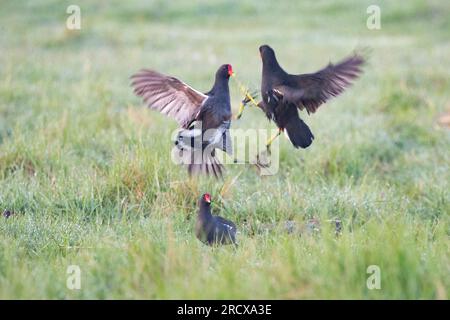 moorhen (Gallinula chloropus), Kampfmoorhennen auf einer Wiese mit Morgentau, Niederlande Stockfoto