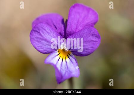 Dünen-Stiefmütterchen (Viola tricolor subsp. Ammotropha, Viola tricolor subsp. maritima, Viola maritima, Viola curtisii, Viola tricolor subsp. Curtisii), Stockfoto
