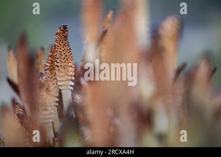 Schachtelhalm (Equisetum telmateia, Equisetum telmateja, Equisetum Maximum), Cones, Niederlande Stockfoto