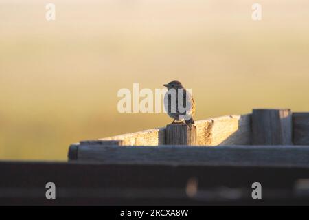 Eurasische Lerche, eurasische Lerche (Alauda arvensis), die auf einem Holzpfosten einer Holzkiste sitzt, Niederlande Stockfoto