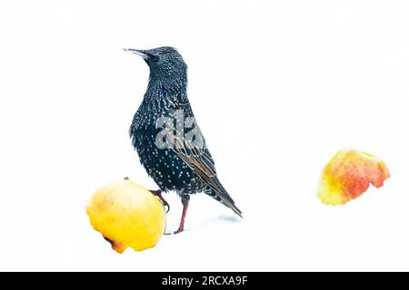 Gewöhnlicher Starling (Sturnus vulgaris), Apfel im Schnee essen, Seitenansicht, Niederlande Stockfoto