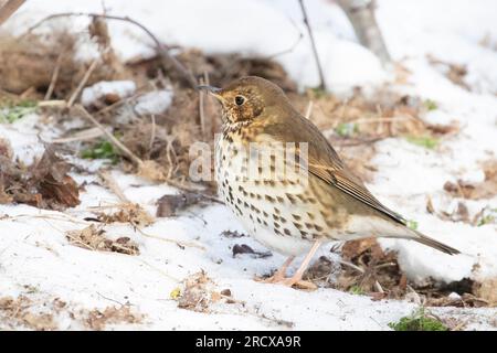 Song-Soor (Turdus philomelos), Futtersuche auf schneebedecktem Boden, Seitenansicht, Niederlande Stockfoto