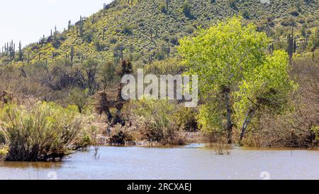 Hochwasserspuren in den Bäumen nach der Nothilfe des Barlett Reservoirs nach starken Regenfällen, USA, Arizona, Verde River, Phoenix Stockfoto