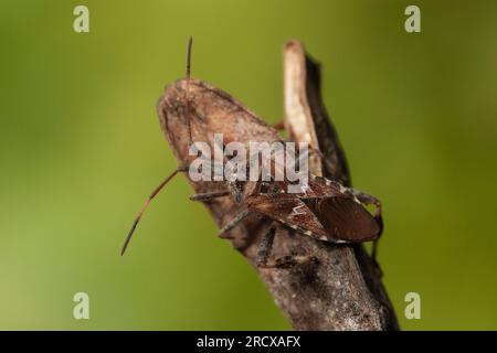 Westliche Nadelkäfer (Leptoglossus occidentalis), Draufsicht, Niederlande, Frisia Stockfoto