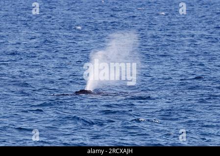 Buckelwal (Megaptera novaeangliae), der nahe der Küste an der Wasseroberfläche ausatmet, Blow, USA, Hawaii Stockfoto