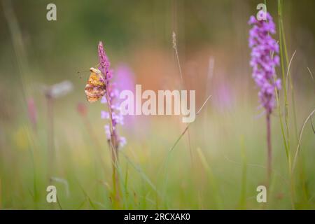 Marmorfritillare (Brenthis daphne), sitzt an einer Orchidee, Seitenblick, Deutschland, Rheinland-Pfalz Stockfoto