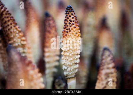 Schachtelhalm (Equisetum telmateia, Equisetum telmateja, Equisetum Maximum), Cones, Niederlande Stockfoto