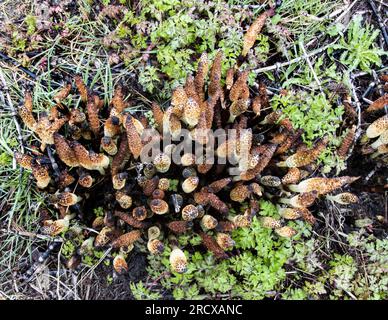 Schachtelhalm (Equisetum telmateia, Equisetum telmateja, Equisetum Maximum), Sporenhaltiges Strobili, Niederlande Stockfoto