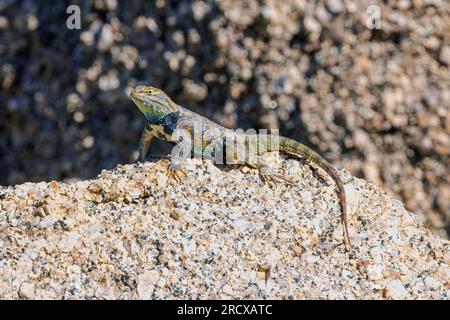 Wüstenechse (Sceloporus Magister), Männlich auf einem Felsen, Seitenansicht, USA, Arizona, Pinnacle Peak Stockfoto