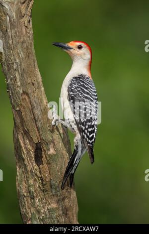 Roter Specht (Melanerpes carolinus), männlicher Erwachsener, der an einem Baum sitzt, USA, Texas Stockfoto