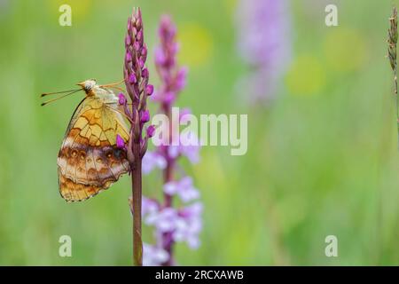 Marmorfritillare (Brenthis daphne), sitzt an einer Orchidee, Seitenblick, Deutschland, Rheinland-Pfalz Stockfoto