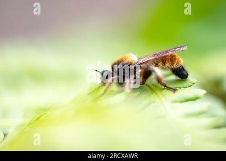 Gelbe Laphria, Hummel-Raubfliege, gelbe Raubfliege, gelbe Assassinfliege, Biene wie Robberfliege, biene wie Robberfliege, Biene wie Robberfliege (Laphria Stockfoto