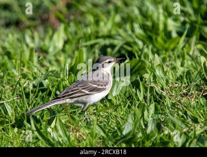 Östlicher gelber Bachstelz (Motacilla tschutschensis tschutschensis, Motacilla tschutschensis), erster Winter auf dem Boden, Ton aufgenommen., United Stockfoto