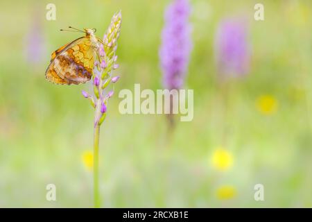 Marmorfritillare (Brenthis daphne), sitzt an einer Orchidee, Seitenblick, Deutschland, Rheinland-Pfalz Stockfoto