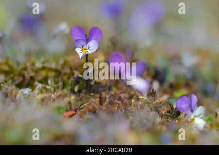 Dünen-Stiefmütterchen (Viola tricolor subsp. Ammotropha, Viola tricolor subsp. maritima, Viola maritima, Viola curtisii, Viola tricolor subsp. Curtisii), Stockfoto