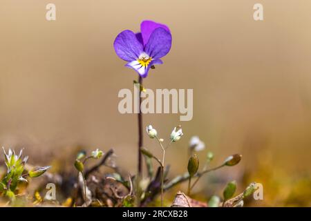 Dünen-Stiefmütterchen (Viola tricolor subsp. Ammotropha, Viola tricolor subsp. maritima, Viola maritima, Viola curtisii, Viola tricolor subsp. Curtisii), Stockfoto