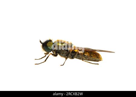 Soldatenfliege (Chloromyia formosa), Seitenansicht, Ausschnitt, Niederlande Stockfoto