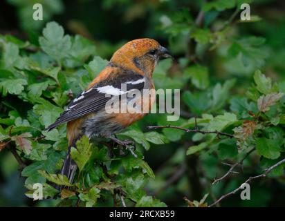 Weißflügelkreuzfraß (Loxia leucoptera), männlich in einer Hecke, Vereinigtes Königreich, Schottland Stockfoto