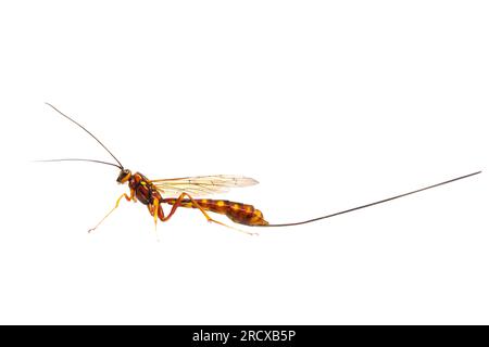 Ichneumon (Megarhyssa vagatoria), weiblich, Seitenansicht, Ausschnitt, Niederlande Stockfoto