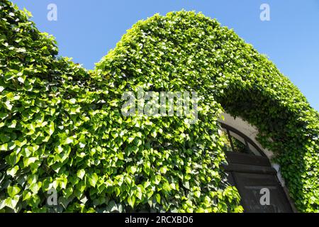 Efeu, Hedera Helix, englischer Efeu, wächst, Arch altes ländliches Tor Frühlingsgrün Stockfoto