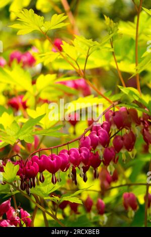 Blutende Herzpflanze Dicentra spectabilis 'Gold Heart', im Garten, Gelb, Frühlingsrosa Blüten Stockfoto