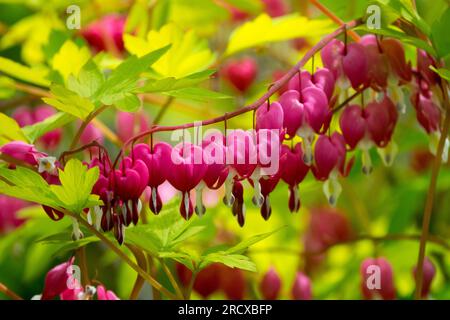 Dicentra spectabilis, Blumen, Lamprocapnos Stockfoto