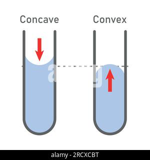 Adhäsion und Kohäsion von Wasser. Konkave und konvexe Meniskus. Vektordarstellung isoliert auf weißem Hintergrund. Stock Vektor
