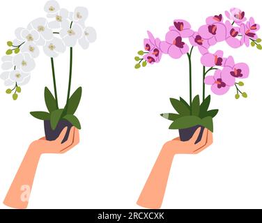 Zwei Orchideen in Blumentöpfen mit isolierten Händen auf weißem Hintergrund. Verschiedene Arten von bunten Blüten, wunderschöne Flora, blühende Orchideen Designelemente. Darstellung des Vektors der Orchideenblume Stock Vektor