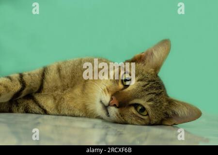 Gestreifte braune Katze mit seitlichem Blick auf blauem Hintergrund Stockfoto