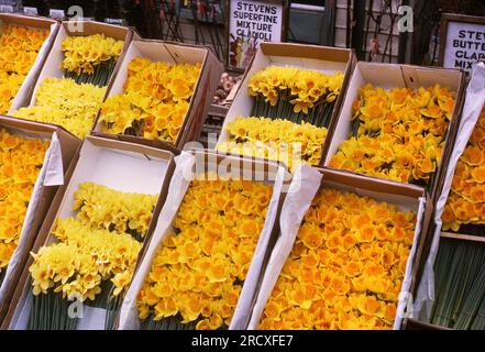 Narzissen vor dem Floristen, Bromley, Kent, 1960er Jahre Stockfoto