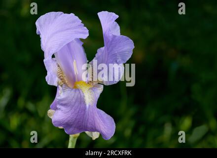 Dalmatinische Iris (Iris pallida) einzelne lila Blume vor dunkelgrünem Hintergrund Stockfoto