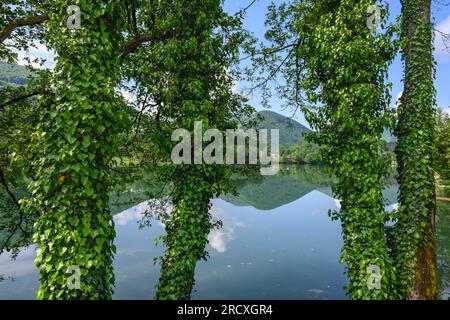 Baumstämme bedeckt mit Efeu am Ufer des Pliva Sees am Rand von Jajce. Zentralbosnisch-Herzegowina, Balkanhalbinsel, Osteuropa. Stockfoto