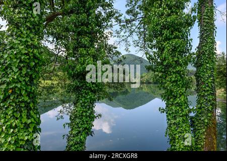 Baumstämme bedeckt mit Efeu am Ufer des Pliva Sees am Rand von Jajce. Zentralbosnisch-Herzegowina, Balkanhalbinsel, Osteuropa. Stockfoto