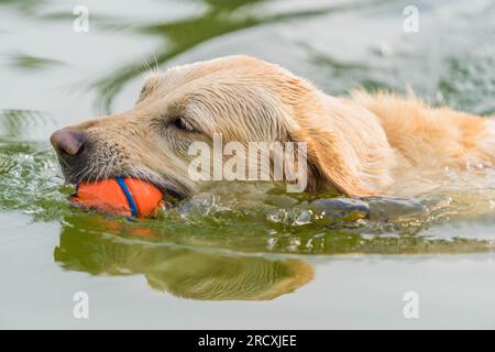 Ein lebendiger Golden Retriever, der im erfrischenden Wasser des Sees herumtobt, nach Entspannung von der Sommerhitze sucht und freudig Wasserspritzer umgibt Stockfoto