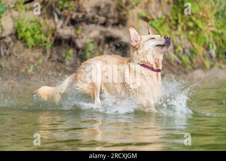 Ein lebendiger Golden Retriever, der im erfrischenden Wasser des Sees herumtobt, nach Entspannung von der Sommerhitze sucht und freudig Wasserspritzer umgibt Stockfoto