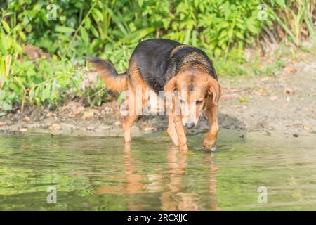 serbischer Hund, der im See spielt, um sich im Sommer von der Hitze abzukühlen Stockfoto