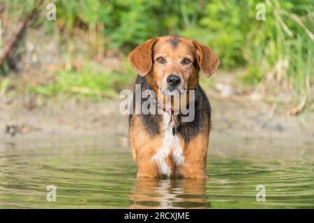 Fesselndes Foto eines glücklichen serbischen Hundes, der sich in einem ruhigen See abkühlt und den Sommer mit üppigen Wasserspritzern genießt. Stockfoto