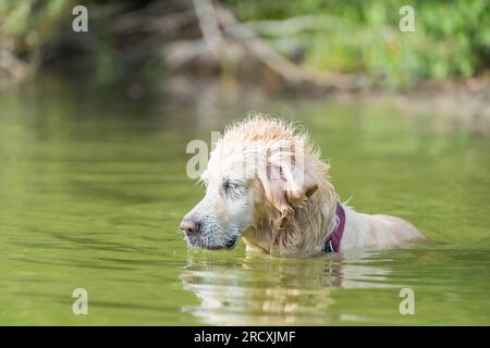 Ein lebendiger Golden Retriever, der im erfrischenden Wasser des Sees herumtobt, nach Entspannung von der Sommerhitze sucht und freudig Wasserspritzer umgibt Stockfoto