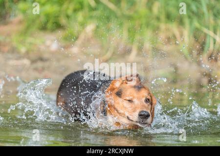 Fesselndes Foto eines glücklichen serbischen Hundes, der sich in einem ruhigen See abkühlt und den Sommer mit üppigen Wasserspritzern genießt. Stockfoto