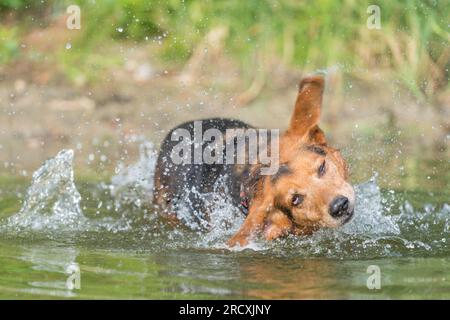 Fesselndes Foto eines glücklichen serbischen Hundes, der sich in einem ruhigen See abkühlt und den Sommer mit üppigen Wasserspritzern genießt. Stockfoto