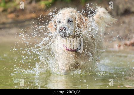 Ein lebendiger Golden Retriever, der im erfrischenden Wasser des Sees herumtobt, nach Entspannung von der Sommerhitze sucht und freudig Wasserspritzer umgibt Stockfoto