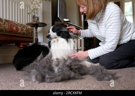 Frau, die Border Collie im Sommer zu Hause pflegt Stockfoto