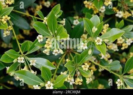 Chinesischer Klebsame, Pittosporum tobira, australischer Lorbeer, japanischer Pittosporum, Pseudoorange, Japanisches Käseholz, Pittosporum du Japon, Pittospore Stockfoto