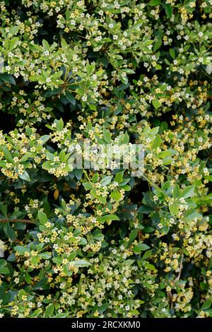 Chinesischer Klebsame, Pittosporum tobira, australischer Lorbeer, japanischer Pittosporum, Pseudoorange, Japanisches Käseholz, Pittosporum du Japon, Pittospore Stockfoto