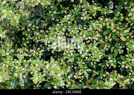 Chinesischer Klebsame, Pittosporum tobira, australischer Lorbeer, japanischer Pittosporum, Pseudoorange, Japanisches Käseholz, Pittosporum du Japon, Pittospore Stockfoto