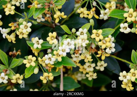 Chinesischer Klebsame, Pittosporum tobira, australischer Lorbeer, japanischer Pittosporum, Pseudoorange, Japanisches Käseholz, Pittosporum du Japon, Pittospore Stockfoto