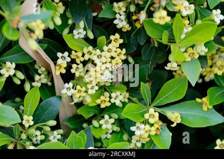 Chinesischer Klebsame, Pittosporum tobira, australischer Lorbeer, japanischer Pittosporum, Pseudoorange, Japanisches Käseholz, Pittosporum du Japon, Pittospore Stockfoto