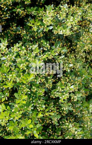 Chinesischer Klebsame, Pittosporum tobira, australischer Lorbeer, japanischer Pittosporum, Pseudoorange, Japanisches Käseholz, Pittosporum du Japon, Pittospore Stockfoto