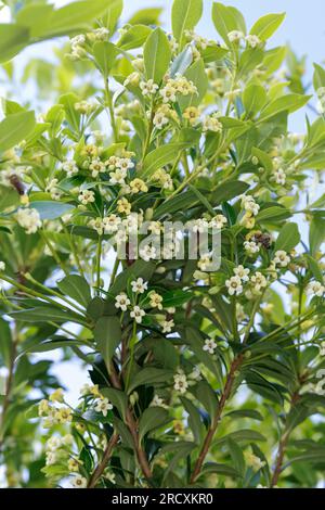 Chinesischer Klebsame, Pittosporum tobira, australischer Lorbeer, japanischer Pittosporum, Pseudoorange, Japanisches Käseholz, Pittosporum du Japon, Pittospore Stockfoto